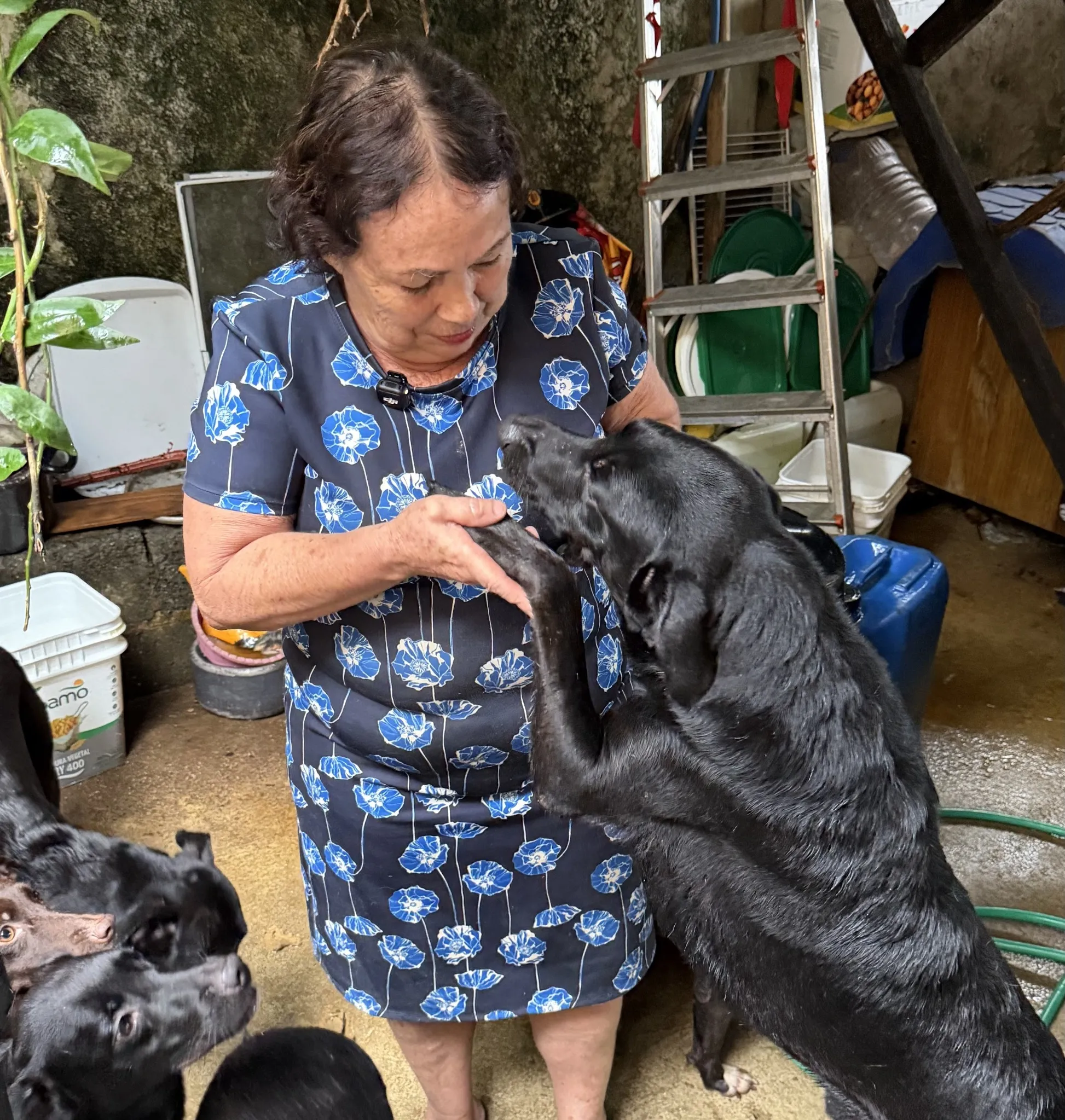 Cachorra abraçada pela voluntária